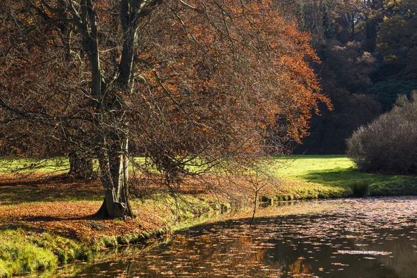 The leafy tree in the morning and the Pond — Stock Photo, Image