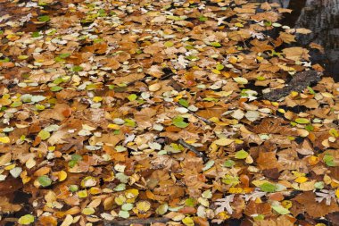 Sonbahar yapraklarının soyut arkaplanı