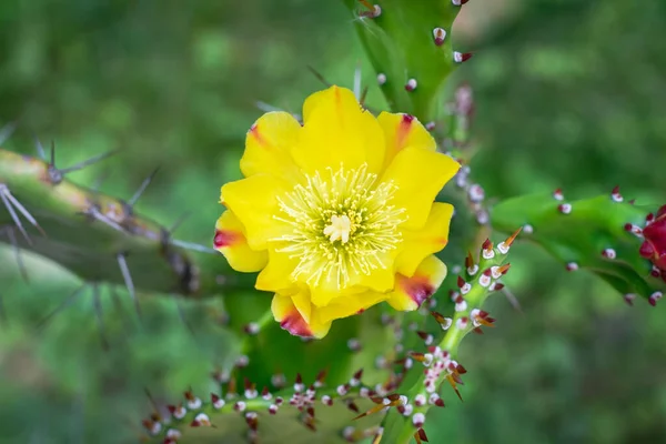 Yellow cactus flower in the garden. Top view of a cactus flower. Beautiful cactus flower in a sunny summer day.