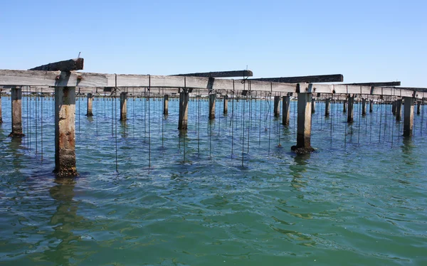 Granja dedicada al cultivo de mejillones en el Mediterráneo — Foto de Stock