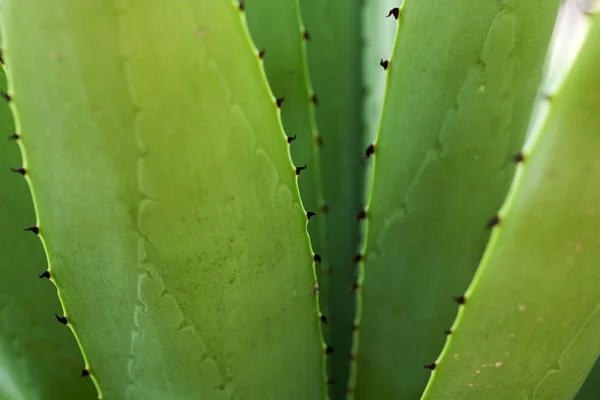 Aloe kaktüs yapraklarından arka plan