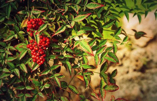 Photo vintage de baies rouges au coucher du soleil. Bouquet de rowan rouge avec Image En Vente