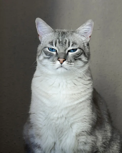 Gri kedi mavi gözlü portresi.
