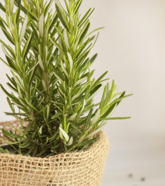 bir tencerede biberiye bush