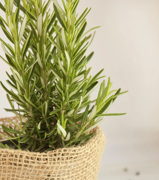 Rosemary bush in a pot Royalty Free Stock Photos