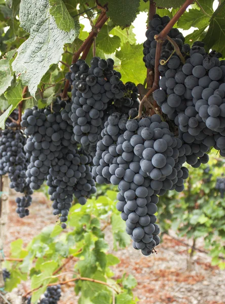 Rote Trauben an der Rebe in Spanien. lizenzfreie Stockbilder