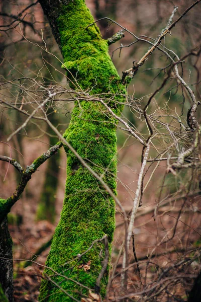 Groene Mos Textuur Het Bos Aan Boom Voor Een Mooie — Stockfoto