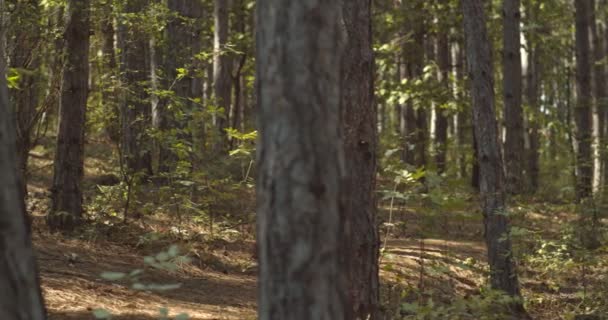 Twee Tienervrienden Wandelen Samen Het Bos — Stockvideo