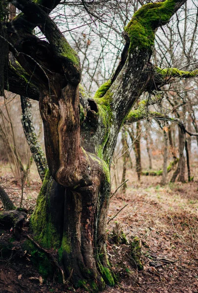 Tronco Árvore Molhada Musgo Verde Uma Floresta — Fotografia de Stock