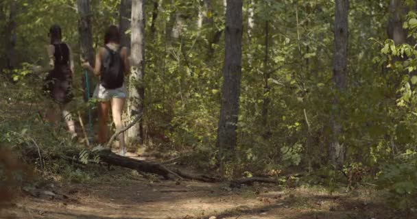 Amici Che Camminano Insieme Nella Foresta Una Giornata Sole — Video Stock