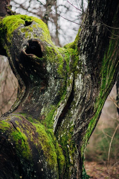 Толстый Зеленый Мох Остановился Стволе Дерева Лес Стволе Дерева — стоковое фото