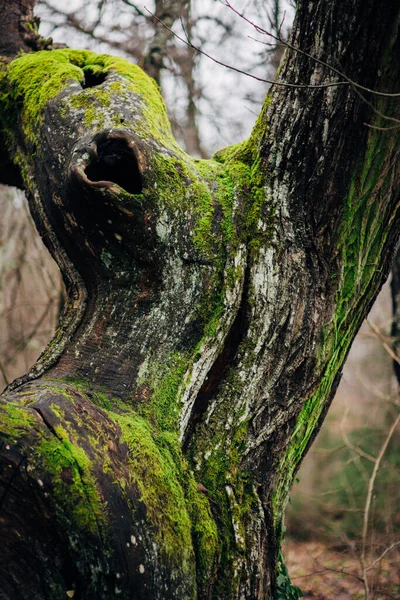 Musgo Espeso Verde Instalado Sobre Tronco Del Árbol Bosque Tronco — Foto de Stock