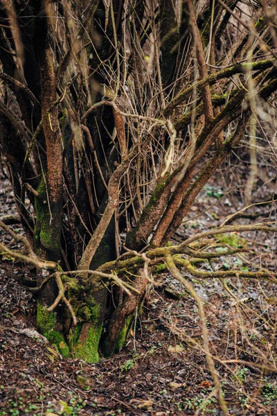 Groene Mos Plant Boom Stronk Hout Diepe Jungle Bos Overvloedige — Stockfoto