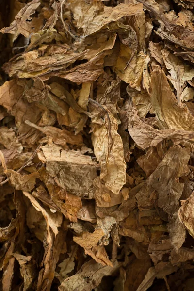 Mistura de tabaco dourado — Fotografia de Stock