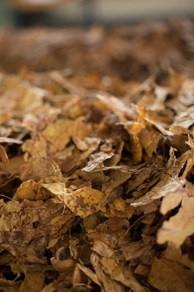 Tabacco greggio che si prepara in linea di fabbrica — Foto Stock