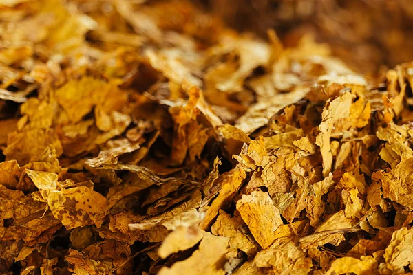 Fundo do tabaco a granel — Fotografia de Stock