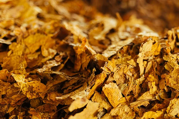 Bulk tobacco background — Stock Photo, Image