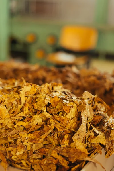 Tabaco preparado para a produção — Fotografia de Stock