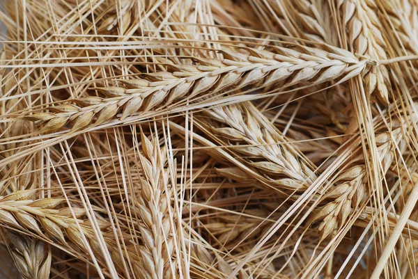 Fondo di grano — Foto Stock