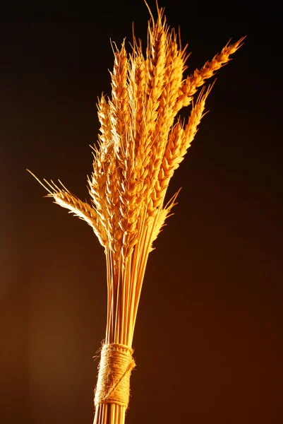 Bouquet de trigo — Fotografia de Stock