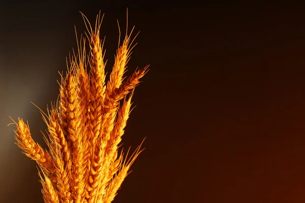 Weizen-Kopierraum — Stockfoto