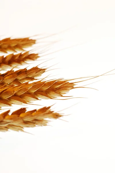 Spighe di grano su bianco — Foto Stock