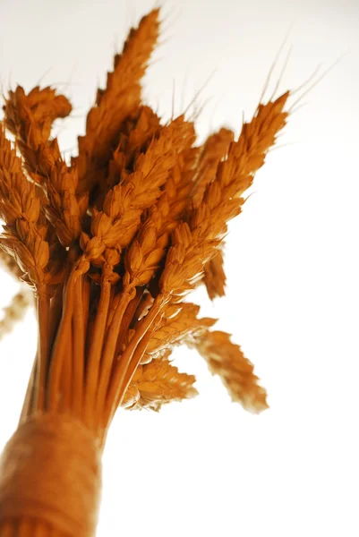 Grano su bianco — Foto Stock