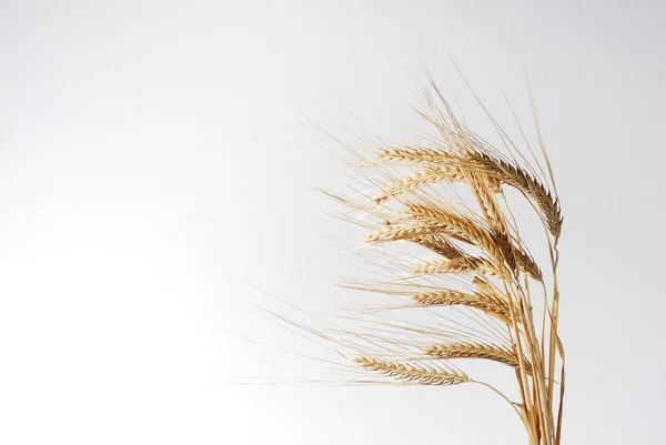 Punte di grano — Foto Stock