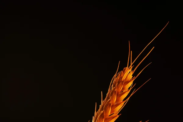 Pics de blé — Photo