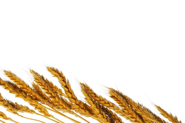 Wheat with copy space — Stock Photo, Image