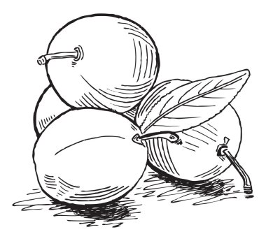 Erik yaprakları ile