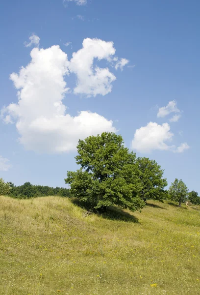 Paisagem verão. Árvore — Fotografia de Stock