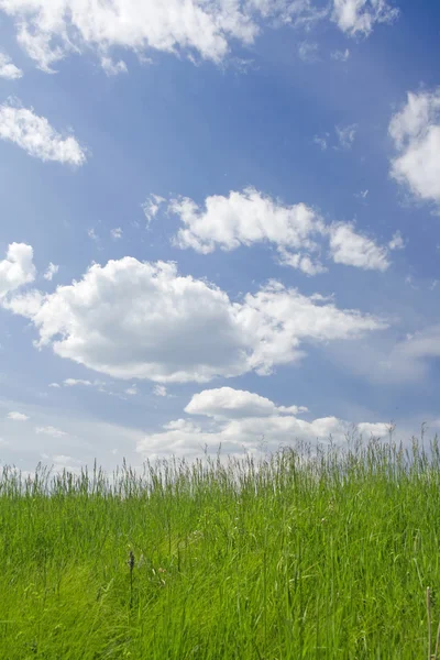 Sonnige Wiesenszene — Stockfoto