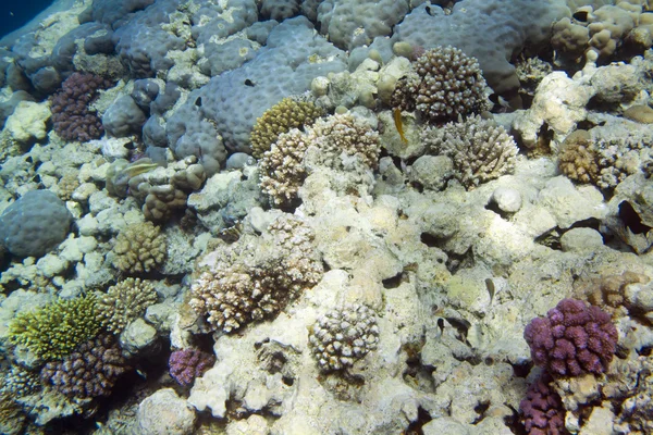 Colorful coral reef — Stock Photo, Image