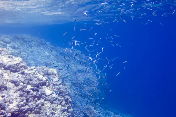 Underwater reef — Stock Photo, Image