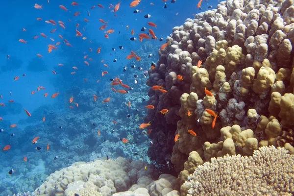 Underwater reef — Stock Photo, Image