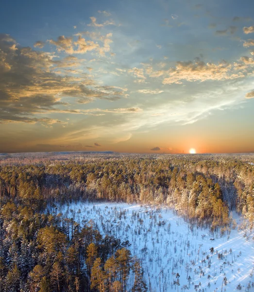 Coucher de soleil dans la forêt profonde — Photo