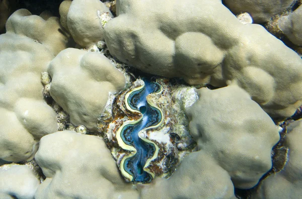 Tridacna maxima — Zdjęcie stockowe