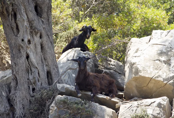 Dos cabras — Foto de Stock