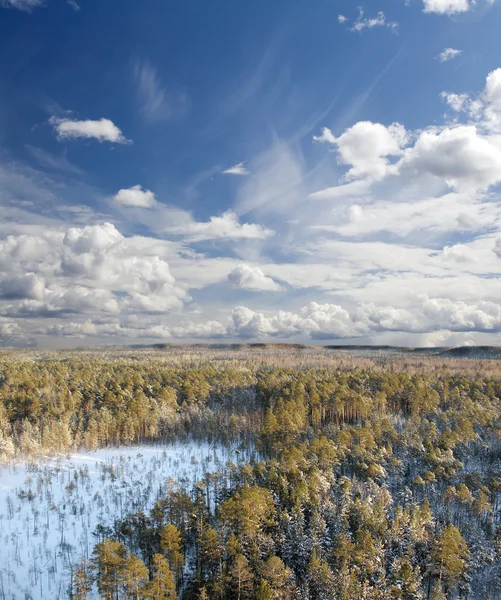 Aerial taiga — Stock Photo, Image