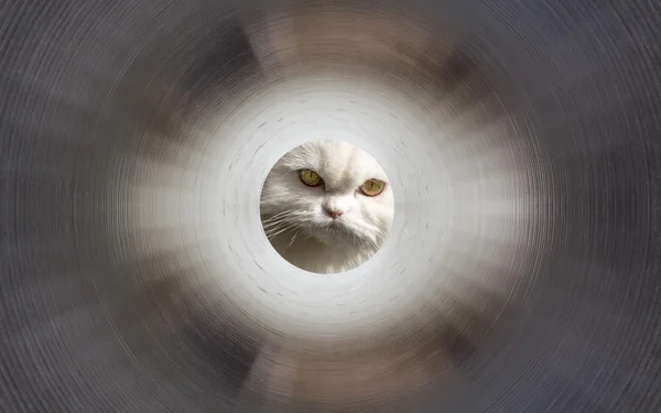 Tünel içinde kedi