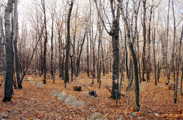 Podzimní Lesní krajina — Stock fotografie