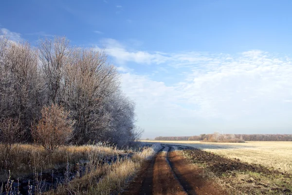 Autumn road in forest — Stock Photo, Image