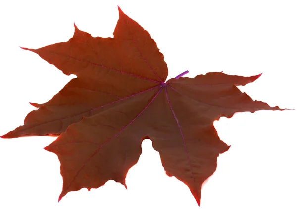 Red leaf macro — Stock Photo, Image