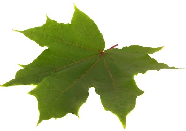 Green leaf isolated — Stock Photo, Image