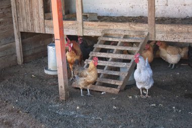 Tavuk kümesinde parlak turuncu horoz ve tavuklar. Evcil kuşlar.