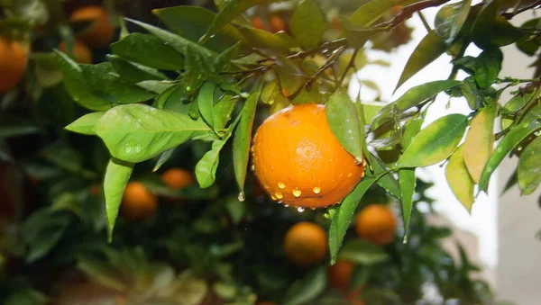 Собраны Спелые Апельсины Зелеными Листьями Капли Дождя — стоковое фото