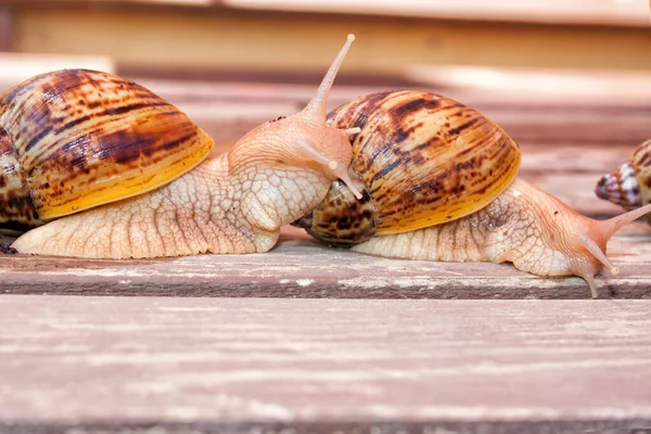 Deux Escargots Géants Race Africaine Ahatin Sur Une Surface Bois — Photo