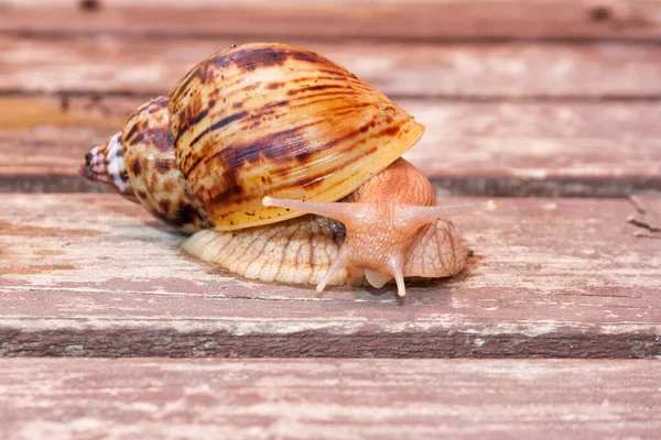 Een Gigantische Slak Van Het Afrikaanse Ras Ahatin Een Houten — Stockfoto