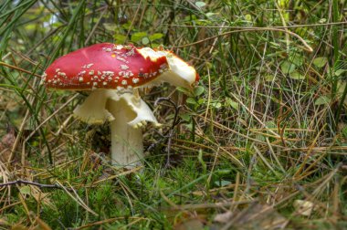 Sinek agaric 006